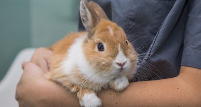 Rabbit and guinea pig veterinary awards open for nominations